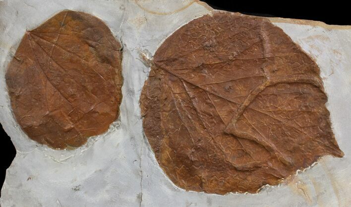 Two Detailed Fossil Leaves (Zizyphoides & Davidia) - Montana #76934